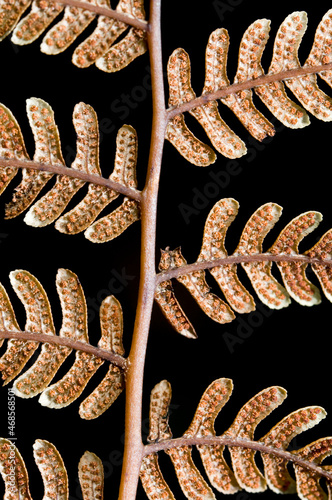 Underside of male fern frond side lit isolated on black showing pattern