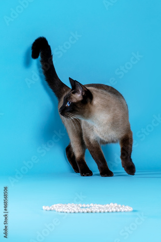 Beautiful Thai or Siam oriental cat with blue eyes goes to the camera. Expressive look, pretty fur color. Copy space, closeup portrait, rope of pearls on the floor.