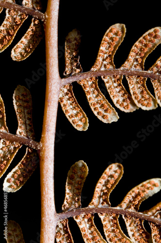 Underside of male fern frond side lit isolated on black showing pattern
