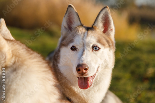 Portrait of the husky dog in autumn forest