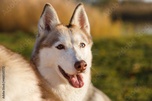 Portrait of the husky dog in autumn forest