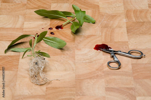 concept image of plant cut in half on chopping board with scissors and blood