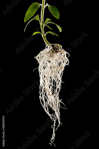 plant with exposed roots isolated on black background