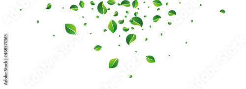 Mint Leaf Tea Vector Panoramic White Background.