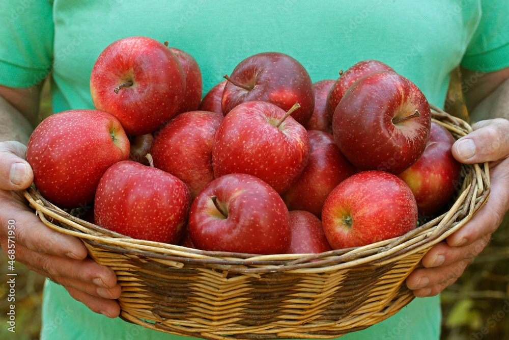 Harvesting apples. Harvesting apples.