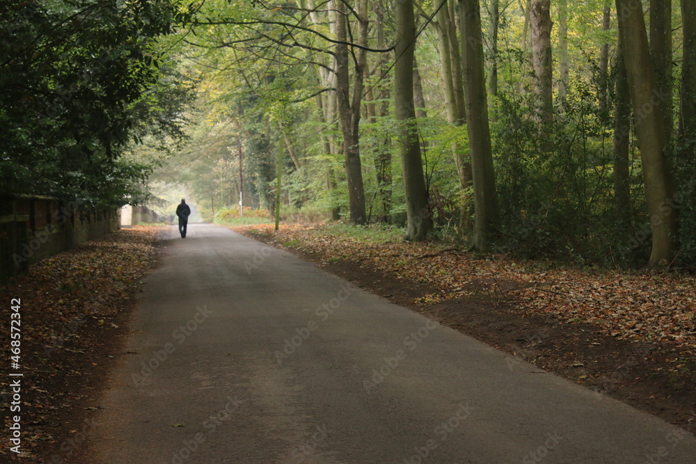 Man walking in forest landscape in Autumn along a tarmac road in the countryside with woodland either side the trees casting shadows with day light shining through in Thetford East Anglia Norfolk uk