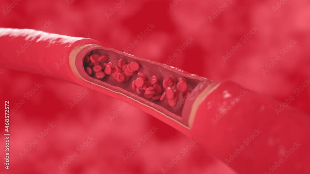 red blood cells flow inside a healthy vessel, cross section artery view. 3d Animation. High quality FullHD footage