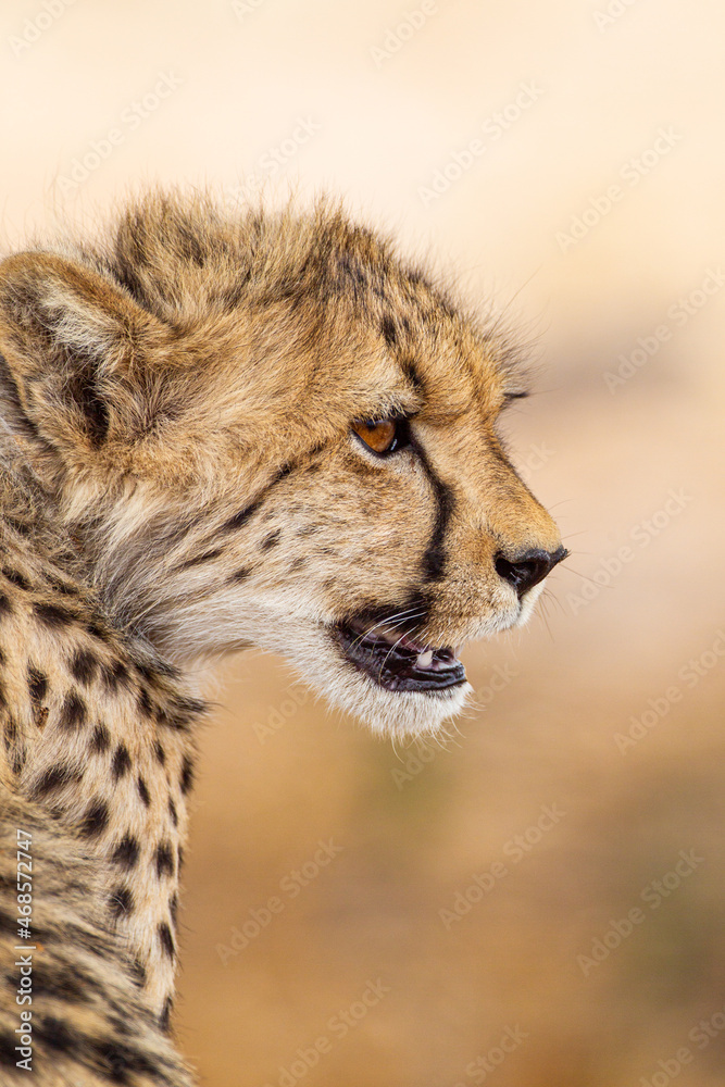 Young Cheetahs on a kill in the shade of a thorn tree in the Kgalagadi Park, South Africa Young Cheetahs on a kill in the shade of a thorn tree in the Kgalagadi Park, South Africa