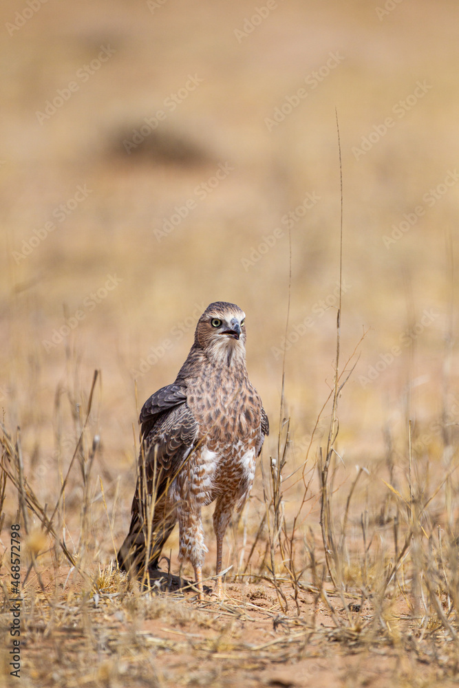 Juvenile Pale Chanting Goshawk hunting on the ground in the Kgalagadi Transfrontier Park Juvenile Pale Chanting Goshawk hunting on the ground in the Kgalagadi Transfrontier Park