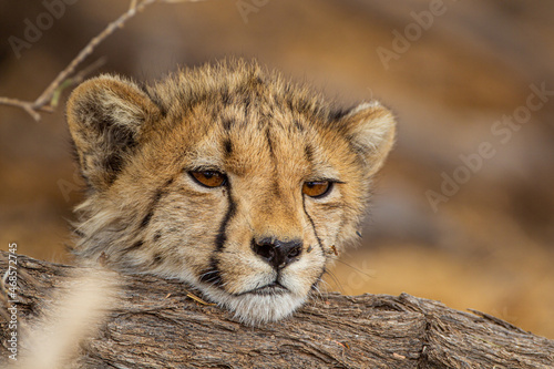 Young Cheetahs on a kill in the shade of a thorn tree in the Kgalagadi Park, South Africa