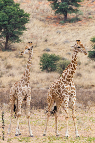 Fototapeta Naklejka Na Ścianę i Meble -  Two giraffe practice fighting in the dry river bed of the Kgalagadi, South Africa