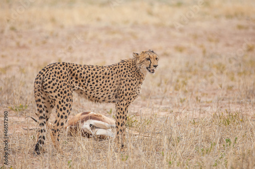 Cheetah hunting in the dry riverbeds of the Kalahari desert, South Africa