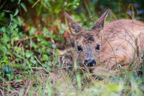 cute baby deer hidden in tall grass close up