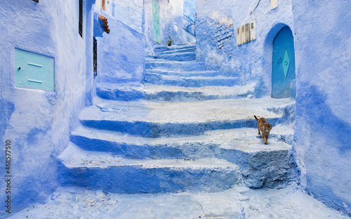 A cat in a tipical blue street of Chefchauen, The Blue Pearl, Morocco