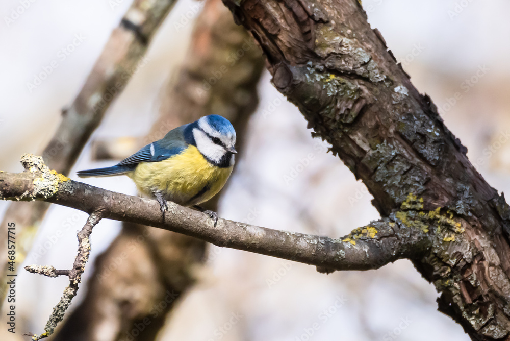 Naklejka premium Selective focus photo. Eurasian blue tit bird on branch of tree, Cyanistes caer uleus.