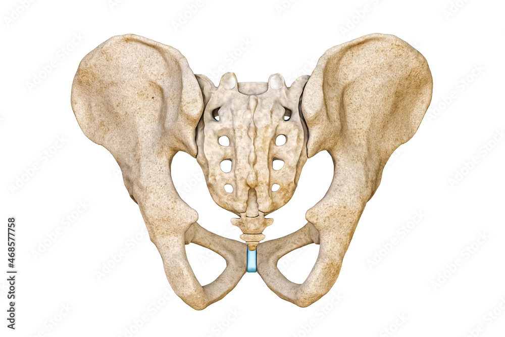The Sacrum Bone: Anatomy and 3D Illustrations