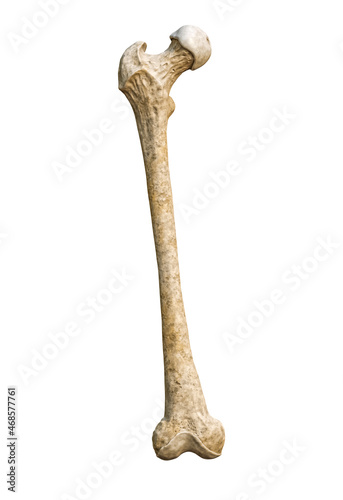 Anterior or front view of a detailed human femur bone isolated on white background with copy space 3D rendering illustration. Blank anatomical chart. Anatomy, medical, biology, science concepts. photo