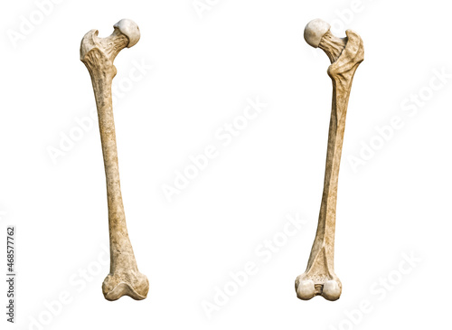 Anterior or front and posterior or back view of a detailed human femur bone isolated on white background with copy space 3D rendering illustration. Blank anatomical chart. Anatomy, medical concepts.