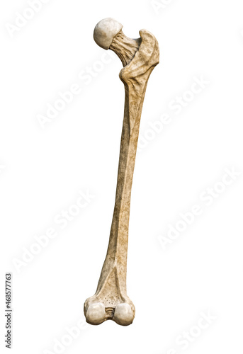 Photos Posterior or back view of a detailed human femur bone isolated on white background with copy space 3D rendering illustration