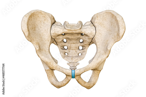 Anterior or front view of human male pelvis and sacrum bones isolated on white background 3D rendering illustration. Blank anatomical chart. Anatomy, medical, science concepts.