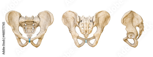Male Human pelvis and sacrum bones posterior, anterior and lateral views isolated on white background 3D rendering illustration. Blank anatomical chart. Anatomy, science, biology,  medicine concepts. photo