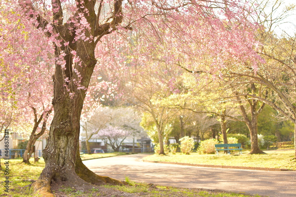 大きな桜