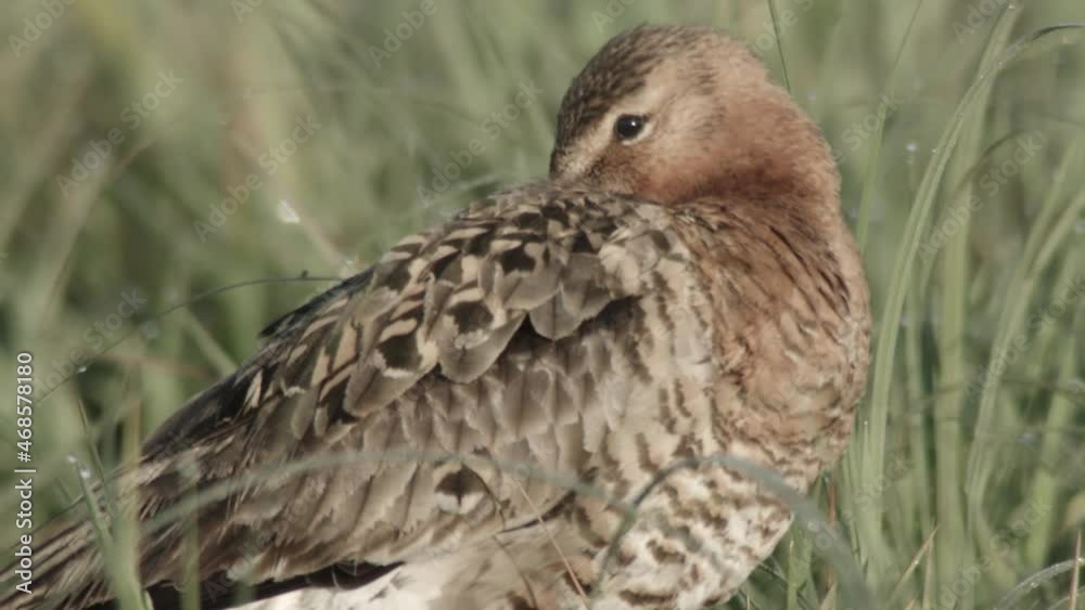 blacktailed godwit in the duemmer basin germany blacktailed godwit in the duemmer basin germany