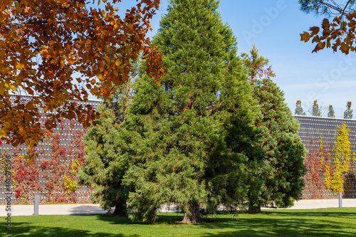 Landscape with Sequoiadendron giganteum, giant sequoia, giant redwood, Sierra redwood, Wellingtonia. In background there is decorative wall. Park 