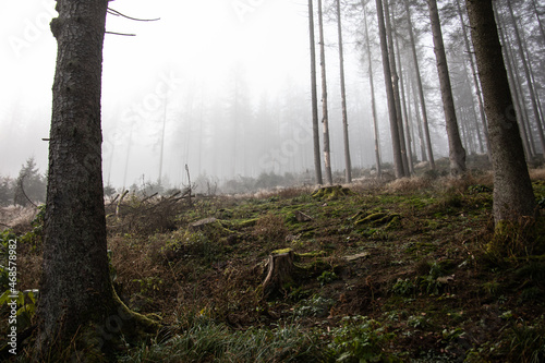 Foggy autumn forest