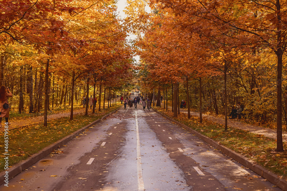 Obraz premium Wet road along the golden autumn alley in the park. Yellow leaves. Autumn landscape. Leaf fall. Selective focus.