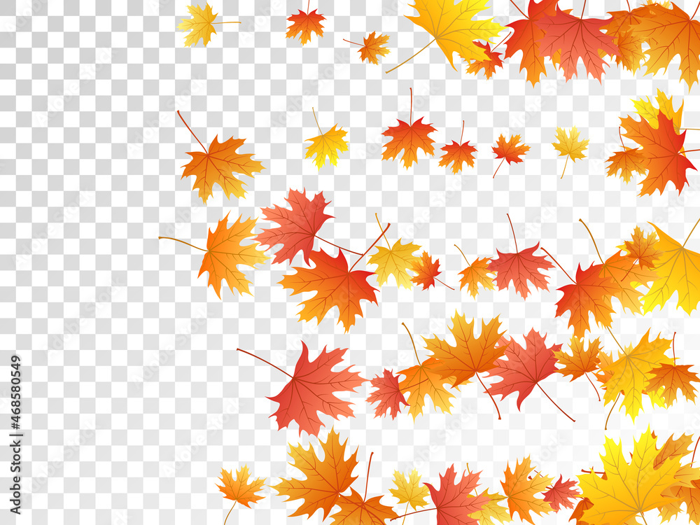 Maple leaves vector illustration, autumn foliage on transparent background. Maple leaves vector illustration, autumn foliage on transparent background.