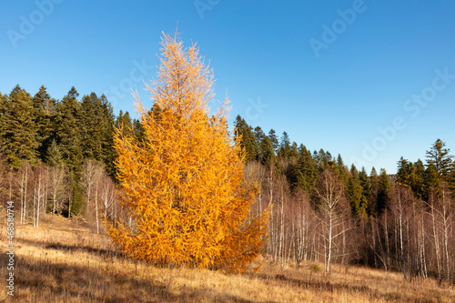 Larch forest in autumn. Larch trees in autumn gilding among in the sun. Autumn season concept. © ihorhvozdetskiy