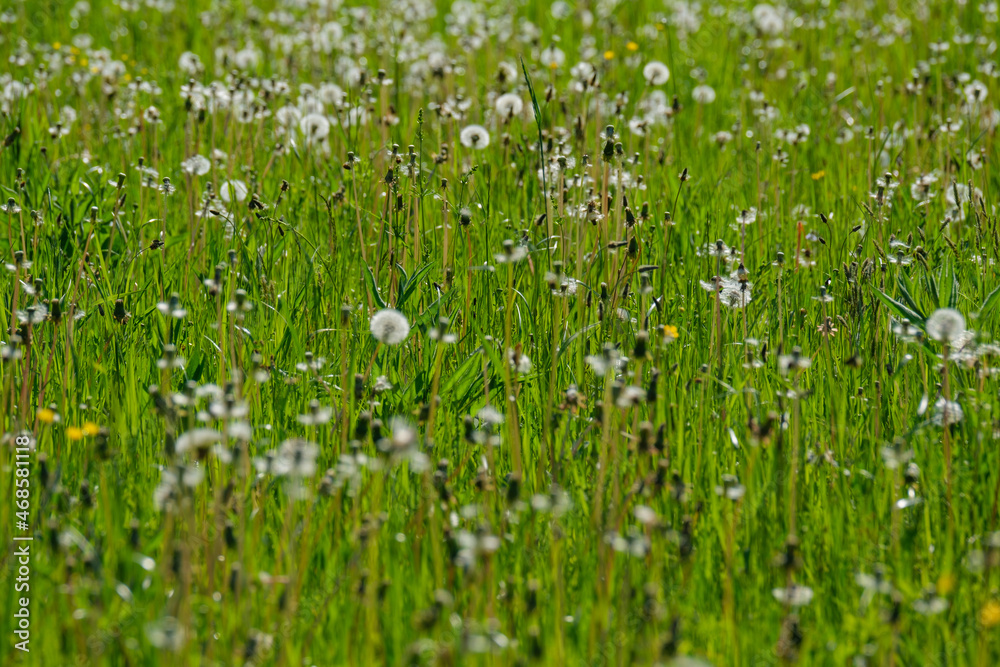 abstract green grass foliage texture in summer meadow abstract green grass foliage texture in summer meadow