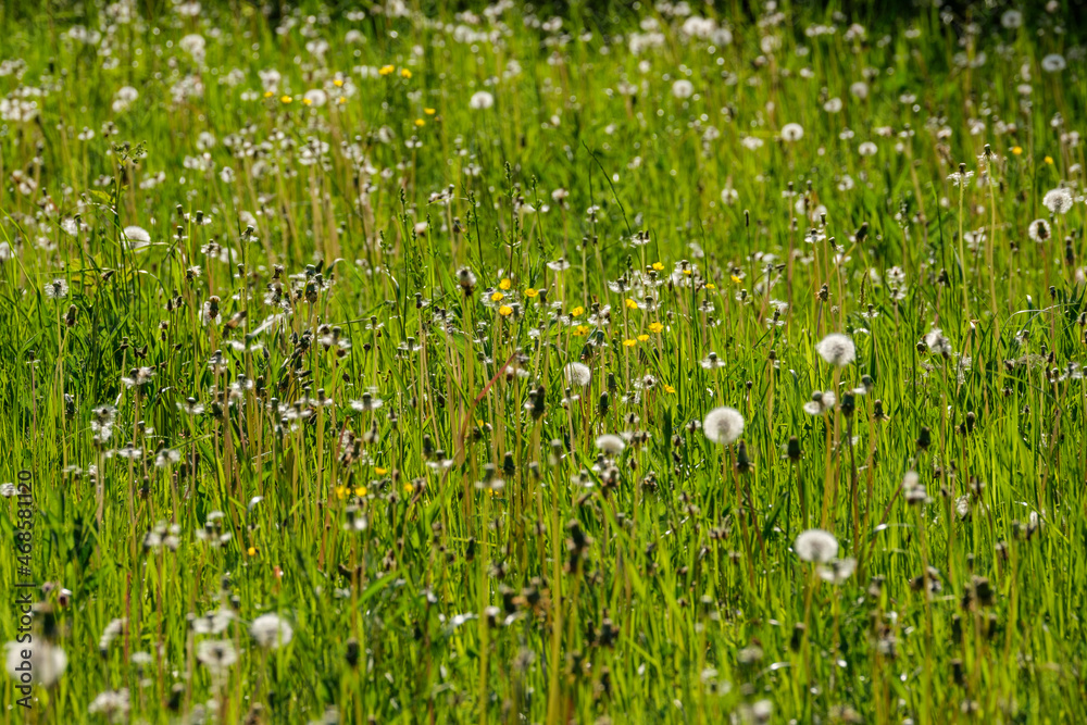 abstract green grass foliage texture in summer meadow abstract green grass foliage texture in summer meadow