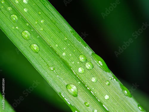 fresh water dew drops on green foliage leaves macro shot