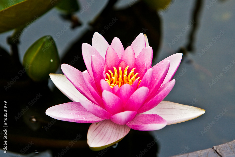 Pink water lily in a garden pond close up