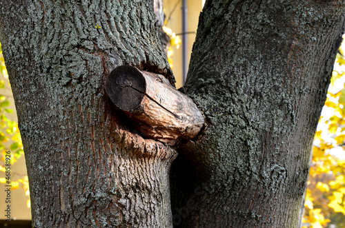 double maple trunk with overgrown branches in the bark. early intervention by the arborist will prevent later damage and deterioration of the tree. the branch should have been cut off a long time ago photo