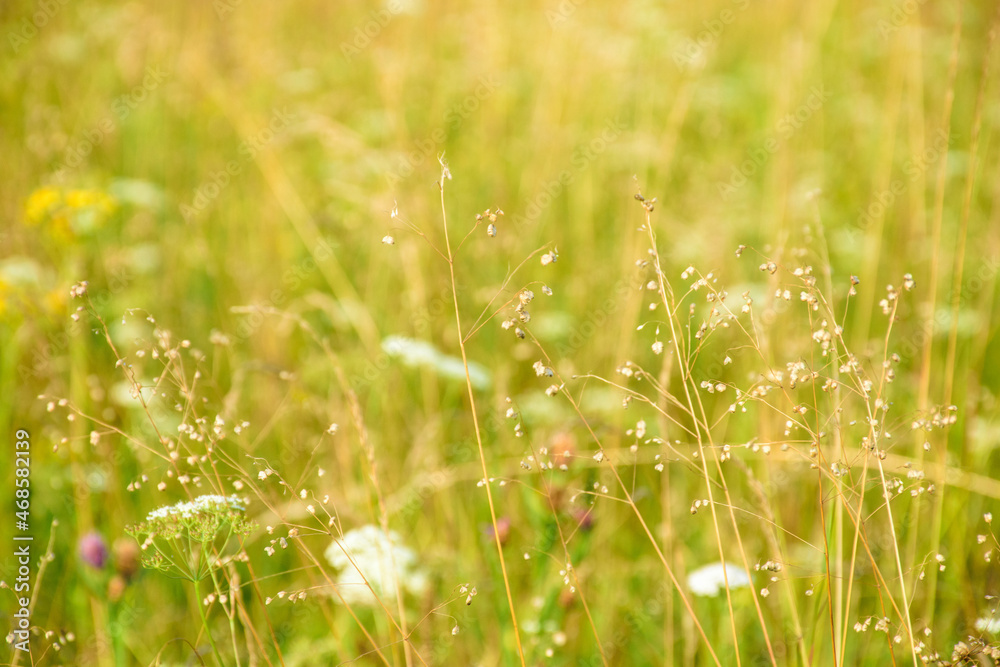 abstract green grass foliage texture in summer meadow abstract green grass foliage texture in summer meadow