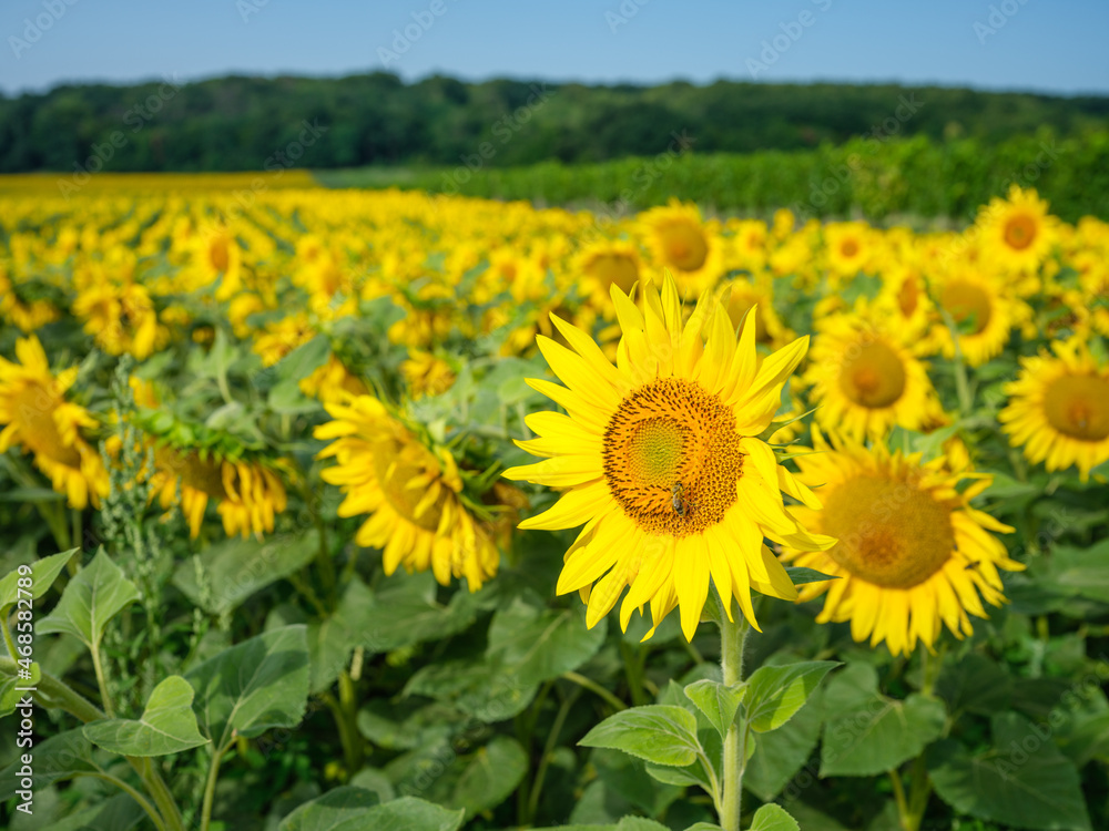 sunflower fields in Austria sunflower fields in Austria