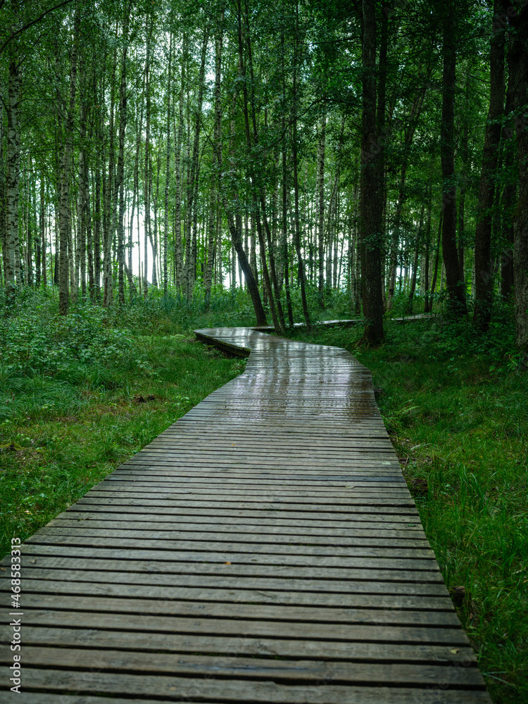 old wet wooden footpath walkway in deep green forest old wet wooden footpath walkway in deep green forest