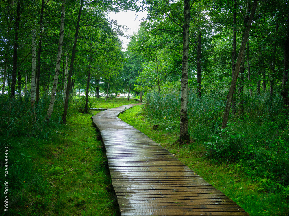 old wet wooden footpath walkway in deep green forest old wet wooden footpath walkway in deep green forest