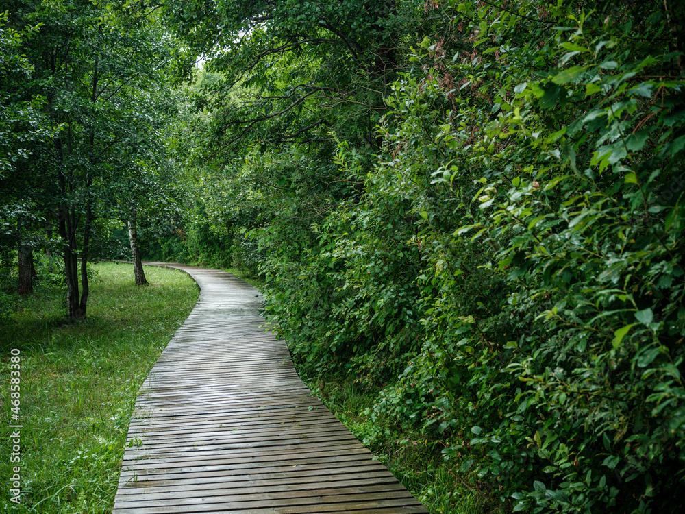 old wet wooden footpath walkway in deep green forest old wet wooden footpath walkway in deep green forest