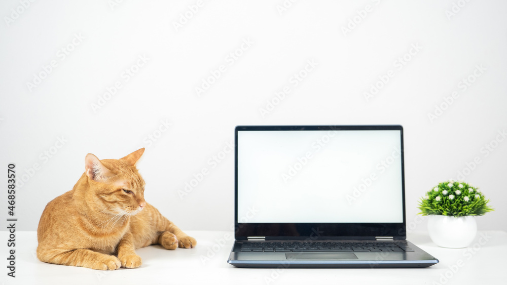 Orange cat laying on the table with laptop white screen Orange cat laying on the table with laptop white screen
