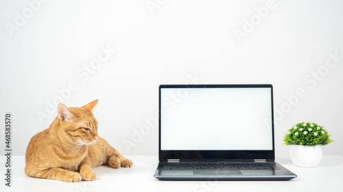 Orange cat laying on the table with laptop white screen