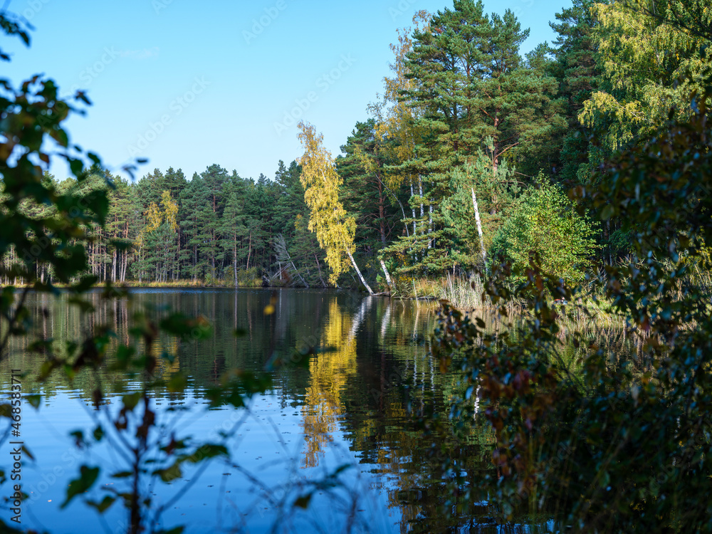 Obraz premium country forest lake in summer with deep blue water with reflections