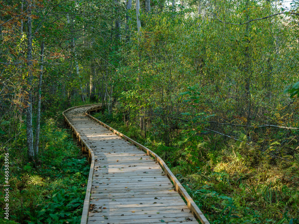 old wet wooden footpath walkway in deep green forest old wet wooden footpath walkway in deep green forest