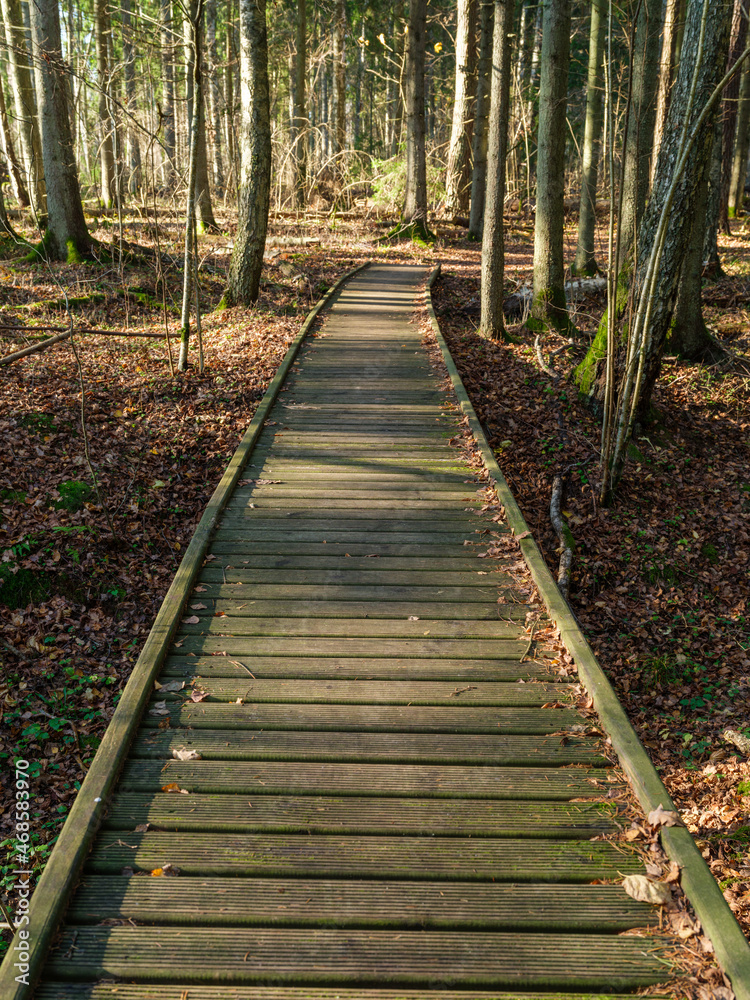 old wet wooden footpath walkway in deep green forest old wet wooden footpath walkway in deep green forest