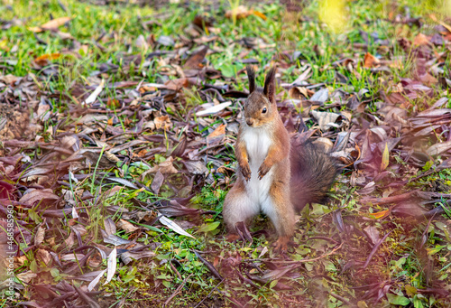 squirrel on the grass