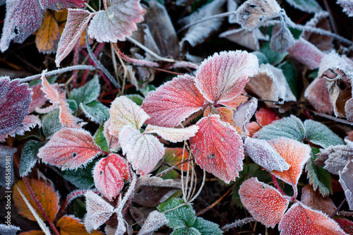Frost on a cold autumn morning on the grass and leaves of strawberries.