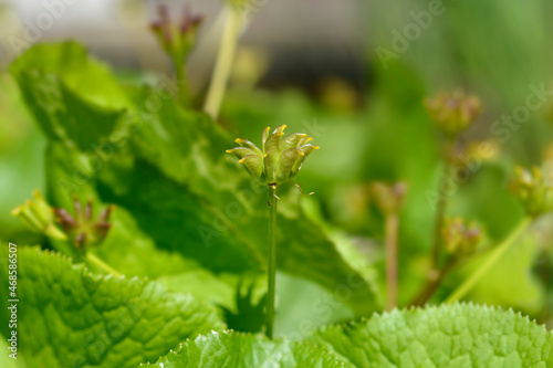 Marsh Marigold photo